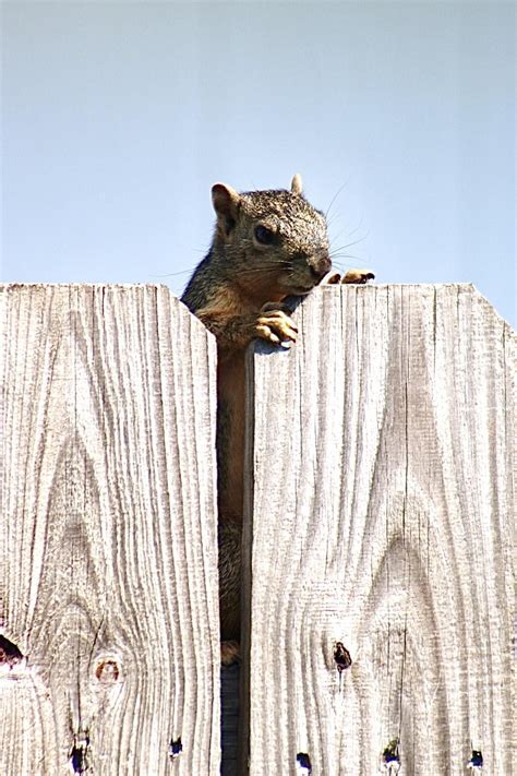 Caught by my neighbour. .